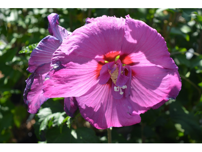 Hibiscus syriacus