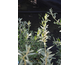 Hippophae rhamnoides Friesdorfer Orange
