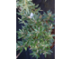 Hippophae rhamnoides Hikul