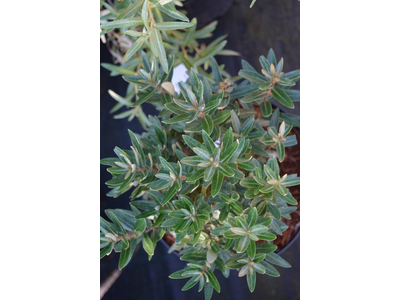 Hippophae rhamnoides