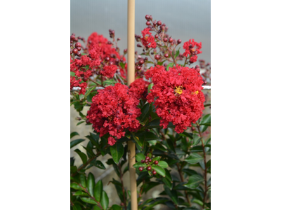 Lagerstroemia indica