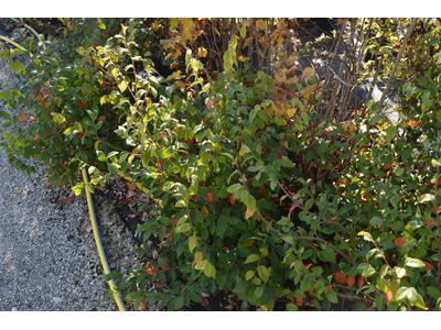 Loropetalum chinense