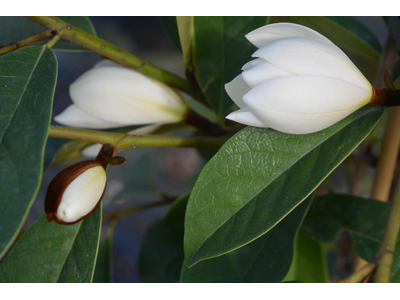 Magnolia