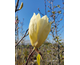 Magnolia Yellow Lantern