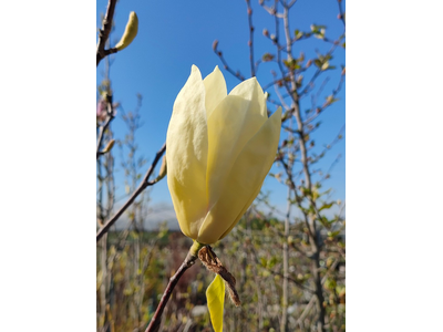 Magnolia
