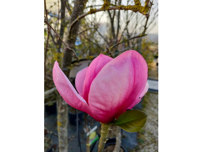 Magnolia (x soulangeana)