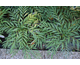 Mahonia Volcano