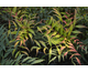 Mahonia eurybracteata Meteor
