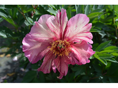Paeonia ITOH