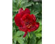 Paeonia ITOH Scarlet Heaven