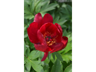 Paeonia ITOH