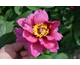 Paeonia ITOH Yankee Doodle Dandy