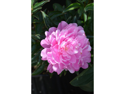 Paeonia lactiflora