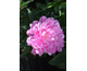 Paeonia lactiflora Dinner Plate