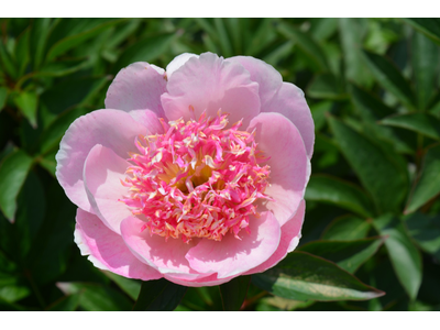 Paeonia lactiflora