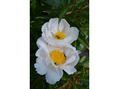 Paeonia lactiflora