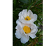 Paeonia lactiflora Krinkled White