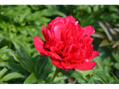 Paeonia lactiflora