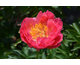 Paeonia lactiflora Paula Fay