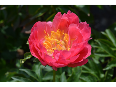 Paeonia lactiflora
