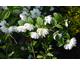 Philadelphus Pearls of Perfume