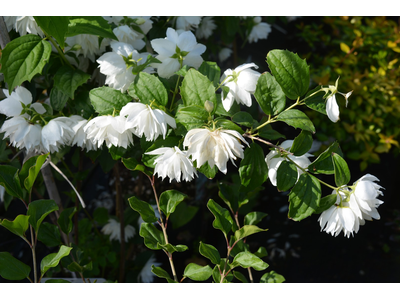 Philadelphus