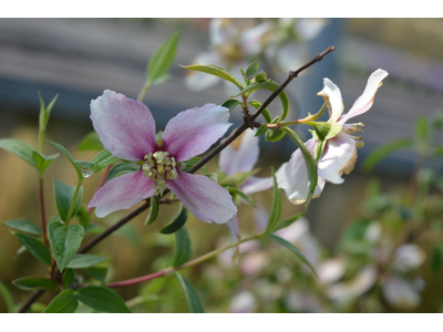 Philadelphus