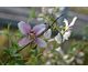Philadelphus Petite Perfume ® Pink