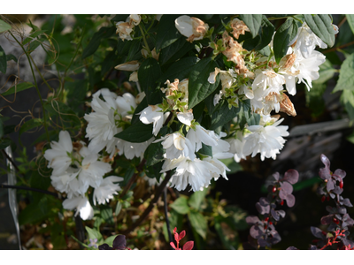 Philadelphus