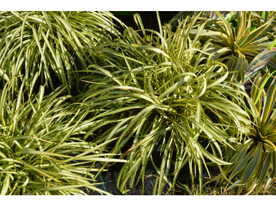 Phormium cookianum