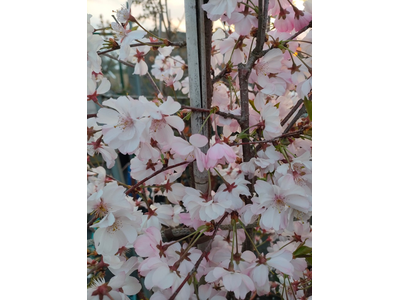 Prunus