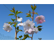 Prunus Royal Flame