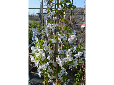 Prunus