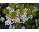 Raphiolepis umbellata None