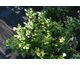 Rhus aromatica Gro-Low ® Noble