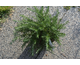 Rosmarinus officinalis Pointe du Raz