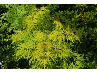 Sambucus racemosa