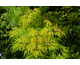 Sambucus racemosa Lemony Lace ® PW