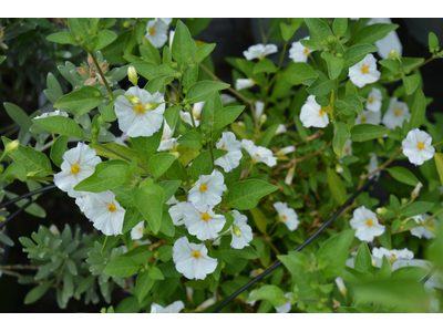 Solanum rantonettii