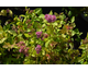Spiraea japonica Double Play Dolly ® PW