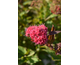 Spiraea japonica Double Play Doozie ® PW