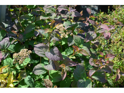 Spiraea japonica