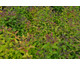Spiraea japonica Double Play Red ® PW
