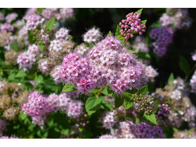 Spiraea japonica