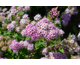 Spiraea japonica Little Princess