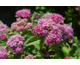 Spiraea japonica Rouge