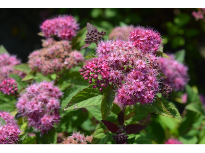 Spiraea japonica