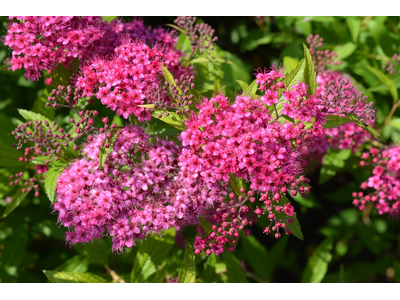 Spiraea japonica