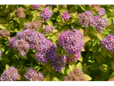 Spiraea japonica