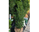 Taxus baccata var. media Hillii